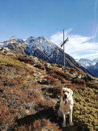 On the mountain with my dog