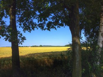 Scenic view of rural landscape