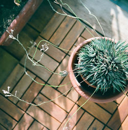 High angle view of potted plants