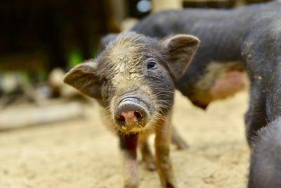 Close-up portrait of a pig