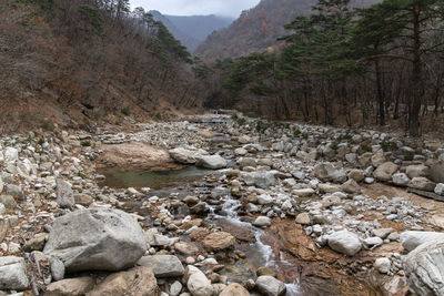 Stream flowing through rocks in forest