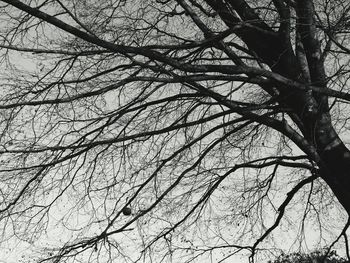 Low angle view of tree against sky