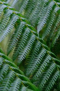 Close-up of fern leaves