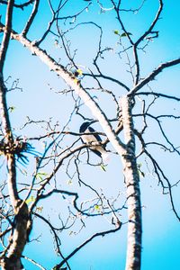 Low angle view of bare tree against sky