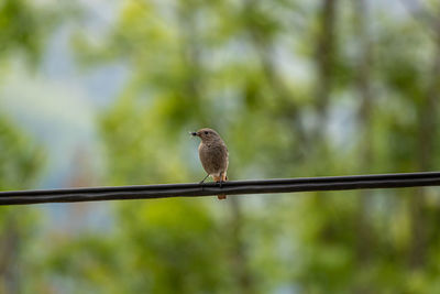 Low angle view of bird perching on cable against blurred background