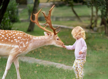 Brave little blonde girl, toddler,kid feeding animal, big brown deer with antlers outdoors in forest