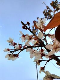 Low angle view of cherry blossom tree