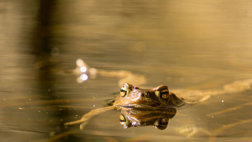 Close-up of toad in lake