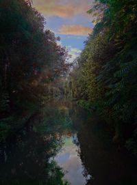 Reflection of trees in calm lake