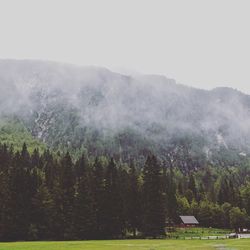 Trees on mountain against sky