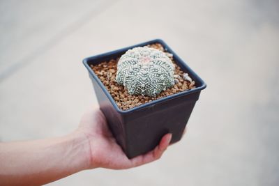 Cropped hand of person holding gift box