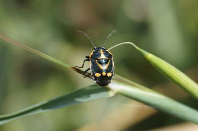 Close-up of insect on plant