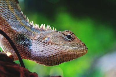 Close-up of lizard