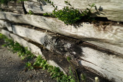 Close-up of tree trunk