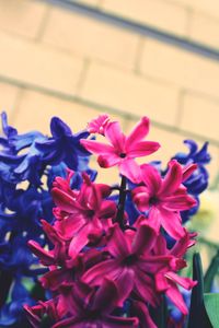 Close-up of flowers blooming outdoors