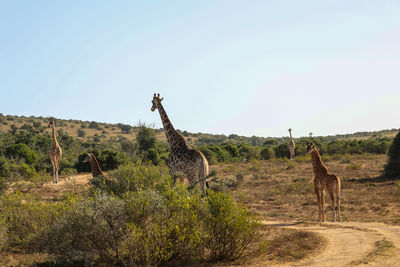 giraffe