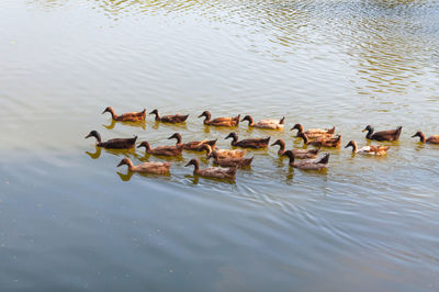 High angle view of ducks swimming in lake