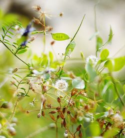 Close-up of white flowering plants