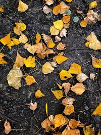 High angle view of dry leaves on street