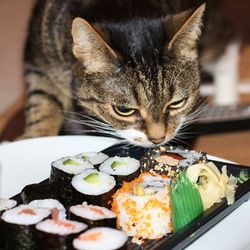 Cat smelling sushi on tray