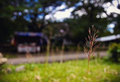 Close-up of grass