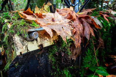 Close-up of dry leaves on tree trunk in forest