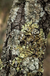 Close-up of lichen on tree stump