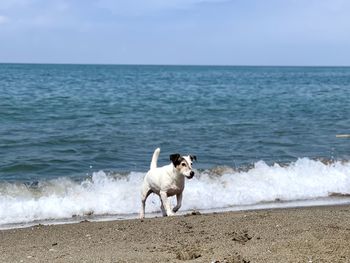 Dog on the beach