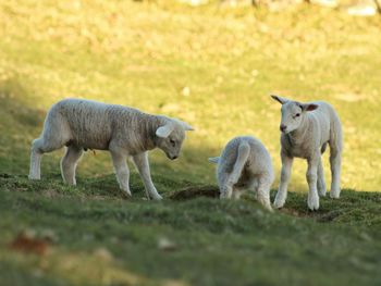 Sheep on field