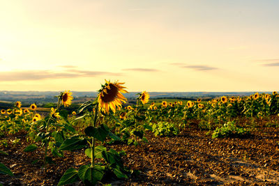 Scenic view of sunflower field against sky during sunset