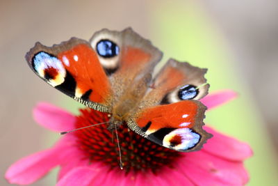 Close-up of butterfly pollinating on flower