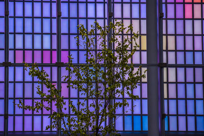 Plant against blue sky seen through glass window