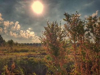 Sun shining on field against sky on sunny day
