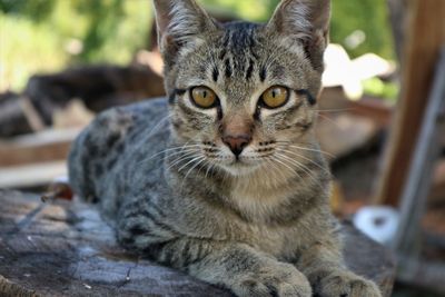 Close-up portrait of tabby cat