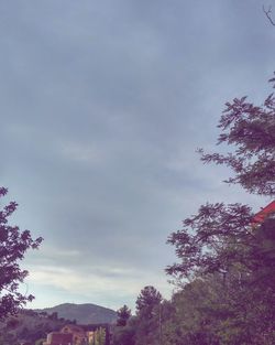 Low angle view of trees against sky