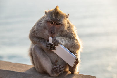 Monkey sitting on rock against water