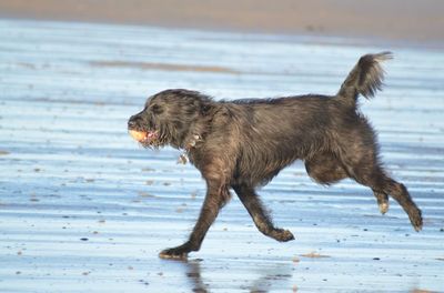 Side view of dog running on beach