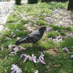 High angle view of bird on field