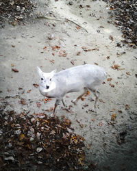 High angle portrait of dog standing in water