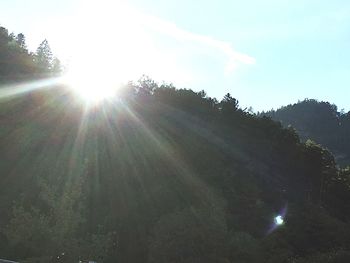 Sun shining through trees