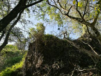 Low angle view of trees against sky