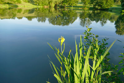 Scenic view of water lily by lake