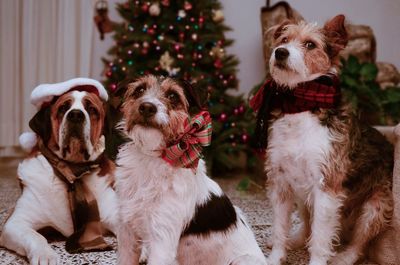 Dogs sitting by christmas tree at home