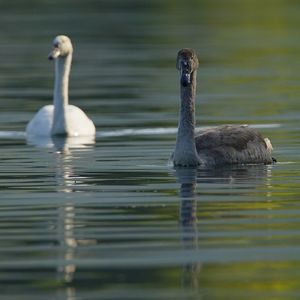 Swan swimming in lake