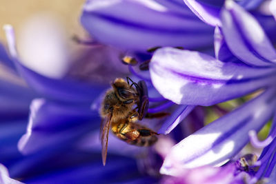 Close-up of bee pollinating on purple flower