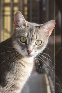 Close-up portrait of a cat