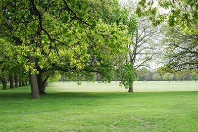 Trees in park