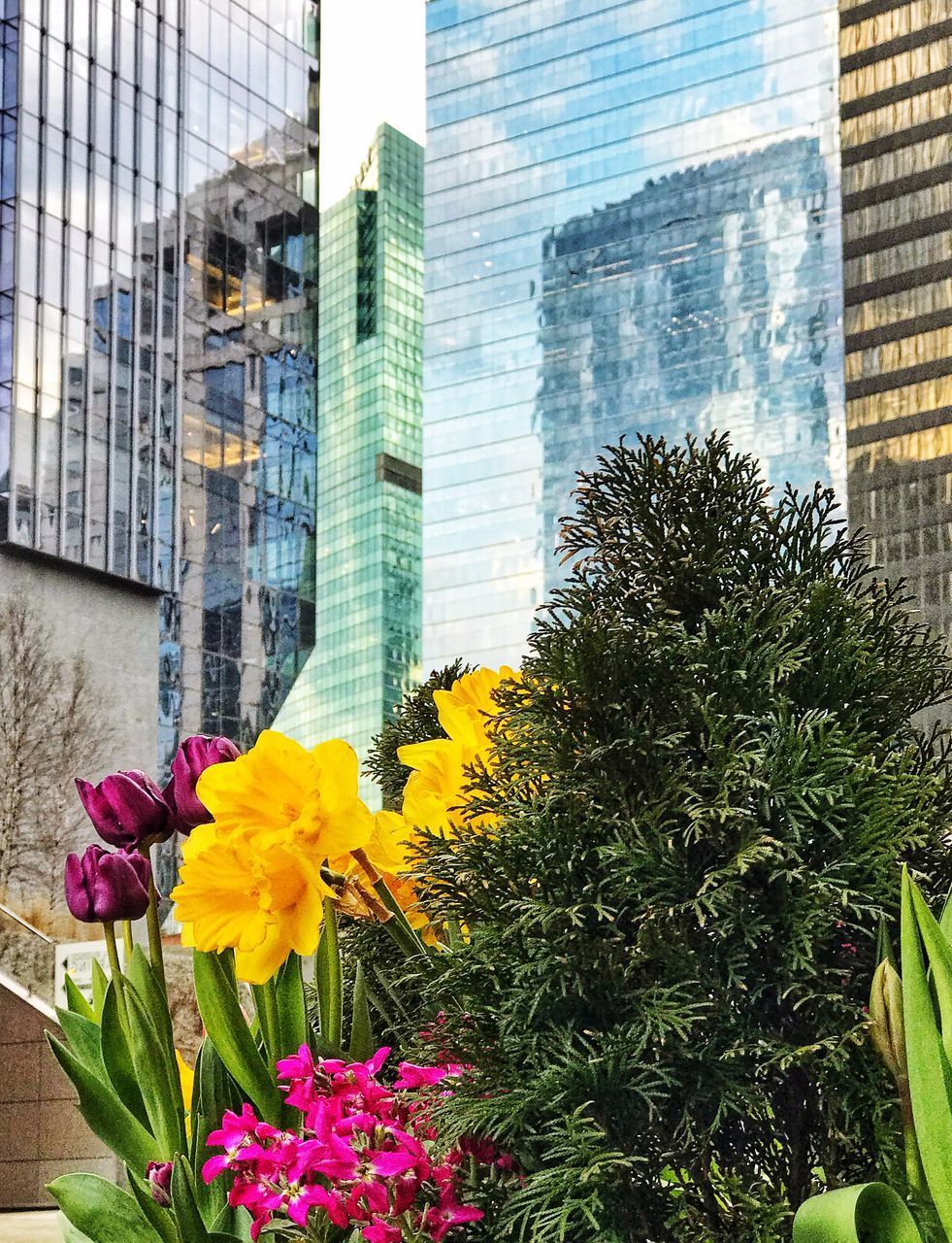 FLOWERS GROWING ON MODERN BUILDING