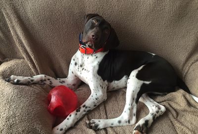High angle view of dog sitting at home