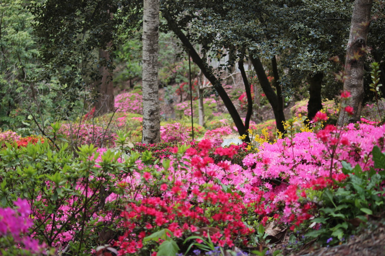 PINK FLOWERING TREES IN GARDEN